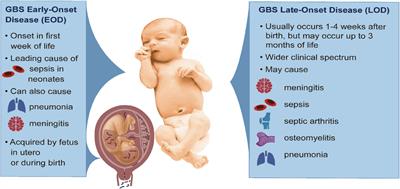 Frontiers | Bacterial And Host Determinants Of Group B Streptococcal ...